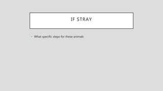 IF STRAY
• What specific steps for these animals
 
