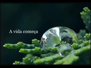 A vida começa 