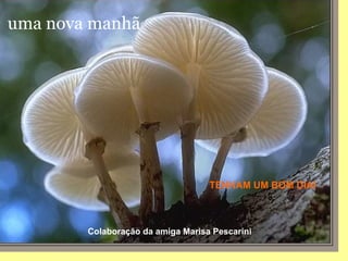 uma nova manhã  TENHAM UM BOM DIA! Colaboração da amiga Marisa Pescarini 
