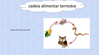 cadeia alimentar terrestre
Cadeia alimentar terrestre
 