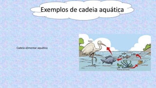 Exemplos de cadeia aquática
Cadeia alimentar aquática
 