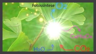Fotossíntese
 