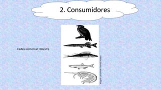 2. Consumidores
Cadeia alimentar terrestre
Imagem:
Lokal
Profil
/
Domínio
Público
 
