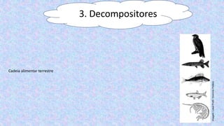 3. Decompositores
Cadeia alimentar terrestre
Imagem:
Lokal
Profil
/
Domínio
Público
 