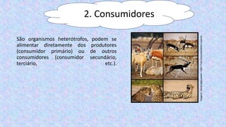 São organismos heterótrofos, podem se
alimentar diretamente dos produtores
(consumidor primário) ou de outros
consumidores (consumidor secundário,
terciário, etc.).
Imagem:
Ismail.alghussein
/
GNU
Free
Documentation
License
2. Consumidores
 