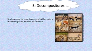 Se alimentam de organismos mortos liberando a
matéria orgânica de volta ao ambiente.
Imagem:
Ismail.alghussein
/
GNU
Free
Documentation
License
3. Decompositores
 