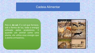 Pois é, do sol. É o sol que fornece,
sob a forma de luz, toda a energia
utilizada pelos produtores. E
quando um animal come uma
planta, ele utiliza essa energia que
a planta armazenou.
Cadeia Alimentar
Imagem:
Ismail.alghussein
/
GNU
Free
Documentation
License
 