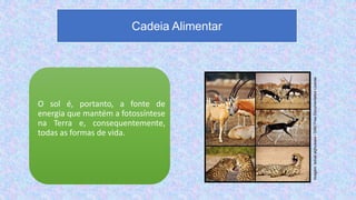 O sol é, portanto, a fonte de
energia que mantém a fotossíntese
na Terra e, consequentemente,
todas as formas de vida.
Cadeia Alimentar
Imagem:
Ismail.alghussein
/
GNU
Free
Documentation
License
 