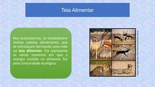 Nos ecossistemas, se estabelecem
muitas cadeias alimentares, que
se entrelaçam formando uma rede
ou teia alimentar. Ela representa
as várias maneiras em que a
energia contida no alimento flui
pela comunidade ecológica.
Teia Alimentar
Imagem:
Ismail.alghussein
/
GNU
Free
Documentation
License
 
