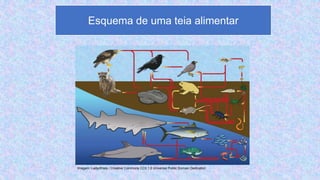 Esquema de uma teia alimentar
Imagem: LadyofHats / Creative Commons CC0 1.0 Universal Public Domain Dedication
 