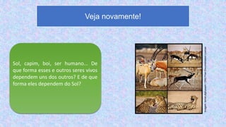 Sol, capim, boi, ser humano... De
que forma esses e outros seres vivos
dependem uns dos outros? E de que
forma eles dependem do Sol?
Veja novamente!
Imagem:
Ismail.alghussein
/
GNU
Free
Documentation
License
 