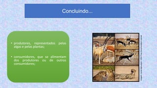 • produtores, representados pelas
algas e pelas plantas;
• consumidores, que se alimentam
dos produtores ou de outros
consumidores;
Concluindo...
Imagem:
Ismail.alghussein
/
GNU
Free
Documentation
License
 