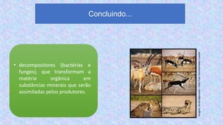 • decompositores (bactérias e
fungos), que transformam a
matéria orgânica em
substâncias minerais que serão
assimiladas pelos produtores.
Concluindo...
Imagem:
Ismail.alghussein
/
GNU
Free
Documentation
License
 