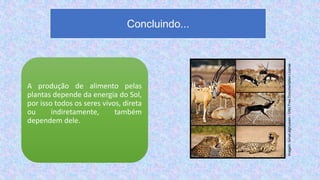 A produção de alimento pelas
plantas depende da energia do Sol,
por isso todos os seres vivos, direta
ou indiretamente, também
dependem dele.
Concluindo...
Imagem:
Ismail.alghussein
/
GNU
Free
Documentation
License
 