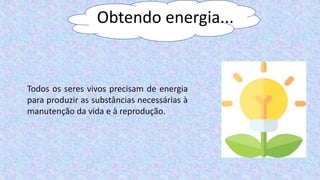 Obtendo energia...
Todos os seres vivos precisam de energia
para produzir as substâncias necessárias à
manutenção da vida e à reprodução.
 