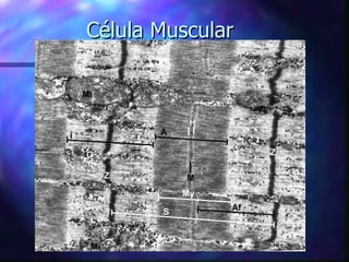 Célula Muscular 