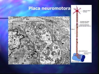 Placa neuromotora 
