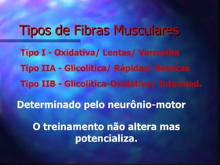 Tipos de Fibras Musculares Tipo I - Oxidativa/ Lentas/ Vermelha Tipo IIA - Glicolítica/ Rápidas/ Brancas Tipo IIB - Glicolítica-Oxidativa/ Intermed. Determinado pelo neurônio-motor O treinamento não altera mas potencializa. 
