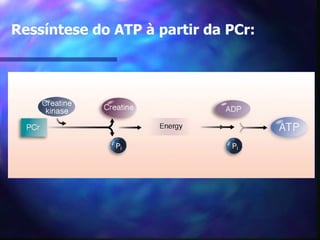Ressíntese do ATP à partir da PCr: 