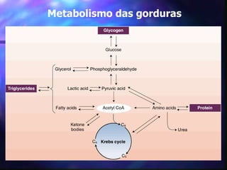 Metabolismo das gorduras 