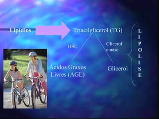 Lipídios Triacilglicerol (TG) Ácidos Graxos Livres (AGL) Glicerol LIPOLISE HSL Glicerol  cinase 