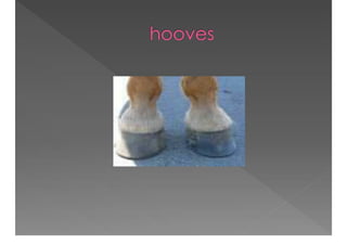 Academic Discourse And Text Complexity In The Classroom