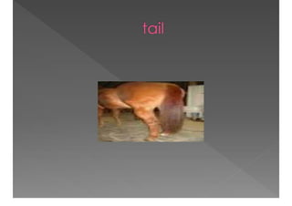 Academic Discourse And Text Complexity In The Classroom