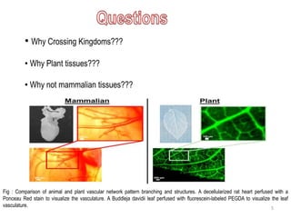 • Why Crossing Kingdoms???
• Why Plant tissues???
• Why not mammalian tissues???
Fig : Comparison of animal and plant vascular network pattern branching and structures. A decellularized rat heart perfused with a
Ponceau Red stain to visualize the vasculature. A Buddleja davidii leaf perfused with fluorescein-labeled PEGDA to visualize the leaf
vasculature. 5
 