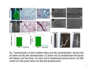 9
Fig : Characterization of plant scaffolds before and after decellularization. Spinach leaf
(A) before and (B) after decellularization; (C) Native and (D) decellularized leaf stained
with Safranin and Fast Green. (E) native and (F) decellularized spinach leaves. (G) DNA
content (H) Total protein before and after leaf decellularization
 