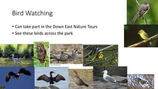 Bird Watching
• Can take part in the Down East Nature Tours
• See these birds across the park
 