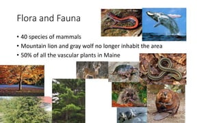 Flora and Fauna
• 40 species of mammals
• Mountain lion and gray wolf no longer inhabit the area
• 50% of all the vascular plants in Maine
 