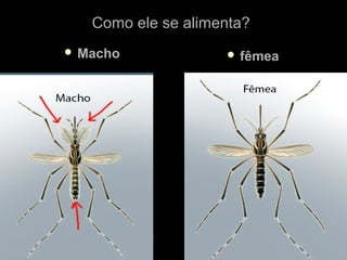 Como ele se alimenta?
 Macho              fêmea
 