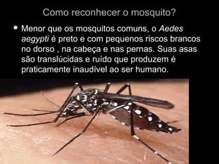 Como reconhecer o mosquito?
 Menor que os mosquitos comuns, o Aedes
 aegypti é preto e com pequenos riscos brancos
 no dorso , na cabeça e nas pernas. Suas asas
 são translúcidas e ruído que produzem é
 praticamente inaudível ao ser humano.
 