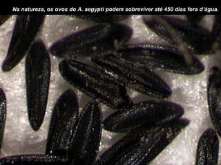 Na natureza, os ovos do A. aegypti podem sobreviver até 450 dias fora d’água.
 