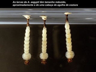 As larvas do A. aegypti têm tamanho reduzido,
aproximadamente o de uma cabeça de agulha de costura
 