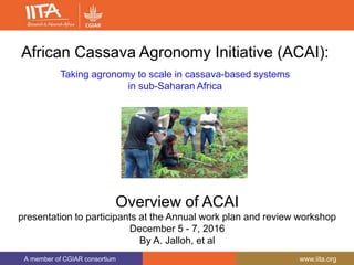 A member of CGIAR consortium www.iita.org
African Cassava Agronomy Initiative (ACAI):
Taking agronomy to scale in cassava-based systems
in sub-Saharan Africa
Overview of ACAI
presentation to participants at the Annual work plan and review workshop
December 5 - 7, 2016
By A. Jalloh, et al
 