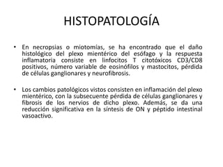 HISTOPATOLOGÍA
• En necropsias o miotomías, se ha encontrado que el daño
histológico del plexo mientérico del esófago y la respuesta
inflamatoria consiste en linfocitos T citotóxicos CD3/CD8
positivos, número variable de eosinófilos y mastocitos, pérdida
de células ganglionares y neurofibrosis.
• Los cambios patológicos vistos consisten en inflamación del plexo
mientérico, con la subsecuente pérdida de células ganglionares y
fibrosis de los nervios de dicho plexo. Además, se da una
reducción significativa en la síntesis de ON y péptido intestinal
vasoactivo.
 