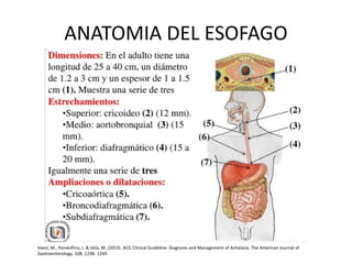 ANATOMIA DEL ESOFAGO
Vaezi, M., Pandolfino, J. & Vela, M. (2013). ACG Clinical Guideline: Diagnosis and Management of Achalasia. The American Journal of
Gastroenterology, 108, 1238- 1249.
 