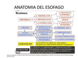 ANATOMIA DEL ESOFAGO
Vaezi, M., Pandolfino, J. & Vela, M. (2013). ACG Clinical Guideline: Diagnosis and Management of Achalasia. The American Journal of Gastroenterology,
108, 1238- 1249.
 