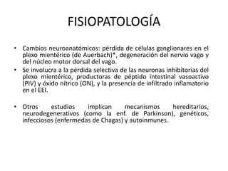 FISIOPATOLOGÍA
• Cambios neuroanatómicos: pérdida de células ganglionares en el
plexo mientérico (de Auerbach)*, degeneración del nervio vago y
del núcleo motor dorsal del vago.
• Se involucra a la pérdida selectiva de las neuronas inhibitorias del
plexo mientérico, productoras de péptido intestinal vasoactivo
(PIV) y óxido nítrico (ON), y la presencia de infiltrado inflamatorio
en el EEI.
• Otros estudios implican mecanismos hereditarios,
neurodegenerativos (como la enf. de Parkinson), genéticos,
infecciosos (enfermedas de Chagas) y autoinmunes.
 