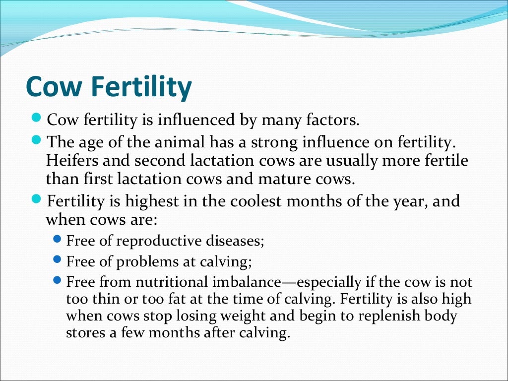 A calf per cow per year