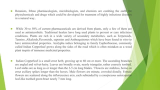  Botanists, Ethno pharmacologists, microbiologists, and chemists are combing the earth for
phytochemicals and drugs which could be developed for treatment of highly infectious diseases
in a natural way..
 While 30 to 50% of current pharmaceuticals are derived from plants, only a few of them are
used as antimicrobials. Traditional healers have long used plants to prevent or cure infectious
conditions. Plants are rich in a wide variety of secondary metabolites, such as Terpenoids,
Tannins ,Alkaloids,Flavonoids, saponins and Anthraquinones which have been found in vitro to
have antimicrobial properties. Acalypha indica belonging to family Euphorbiaceae, commonly
called Indian Copperleaf grows along the sides of the road which is often mistaken as a weed
plant inspite of immense medicinal properties.
 Indian Copperleaf is a small erect herb, growing up to 60 cm or more. The ascending branches
are angled and velvet-hairy. Leaves are broadly ovate, nearly triangular, rather coarsely toothed.
Leaf stalks are as long as or longer than the 3-5 cm long blades. ‘Flowers are stalkless, borne on
erect axillary spikes longer than the leaves. Male flowers are minute, crowded distally. Female
flowers are scattered along the inflorescence axis, each subtended by a conspicuous semicupular
leaf-like toothed green bract nearly 7 mm long.
 