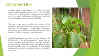 INTRODUCTION
 Acalypha indica (Euphorbiaceae) is an herb distributed
throughout India and other topical regions of the world. The
various parts of the plant (leaves, roots, seeds and seed and
seed oil) are widely used in a variety of ailments in traditional
system of medicine such as Ayurveda and Siddha.
 The paste of plant leaves is used for the treatment of skin
diseases by rural people. The aim of present research is, to
determine the preliminary phytochemical constituents,
antimicrobial activity of Ethanol,Methanol,Hexane and water
extracts of the leaves and stems of Acalypha indica.
 Traditional medicines derived from medicinal plants are used
by about 60% of the world’s population. Though there are
various approaches to control diseases and their secondary
complications, herbal formulations are preferred due to lesser
side effects and low cost. The use of and search for drugs and
dietary supplements derived from plants has been increased in
recent years.
 