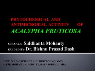 PHYTOCHEMICAL  AND   	ANTIMICROBIAL  ACTIVITY 	OF   ACALYPHA FRUTICOSA SPEAKER-Siddhanta MohantyGUIDED BY- Dr. Bishnu Prasad Dash DEPT. O F BIOSCIENCE AND BIOTECHNOLOGY FAKIR MOHAN UNIVERSITY, BALASORE,ODISHA 