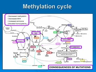 Methylation cycle  