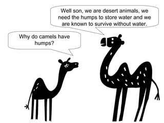Why do camels have humps? Well son, we are desert animals, we need the humps to store water and we are known to survive without water.
