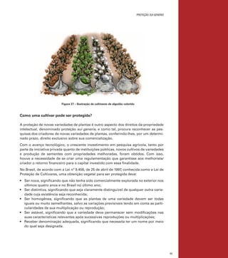 proteção sui generis

	

Figura 27 – Ilustração de cultivares de algodão colorido

Como uma cultivar pode ser protegida?
A proteção de novas variedades de plantas é outro aspecto dos direitos da propriedade
intelectual, denominado proteção sui generis, e como tal, procura reconhecer as pesquisas dos criadores de novas variedades de plantas, conferindo-lhes, por um determinado prazo, direito exclusivo sobre sua comercialização.
Com o avanço tecnológico, o crescente investimento em pesquisa agrícola, tanto por
parte da iniciativa privada quanto de instituições públicas, novos cultivos de variedades
e produção de sementes com propriedades melhoradas, foram obtidos. Com isso,
houve a necessidade de se criar uma regulamentação que garantisse aos melhorista/
criador o retorno financeiro para o capital investido com essa finalidade.
No Brasil, de acordo com a Lei nº 9.456, de 25 de abril de 1997, conhecida como a Lei de
Proteção de Cultivares, uma obtenção vegetal para ser protegida deve:
•	 Ser nova, significando que não tenha sido comercialmente explorada no exterior nos
últimos quatro anos e no Brasil no último ano;
•	 Ser distintiva, significando que seja claramente distinguível de qualquer outra variedade cuja existência seja reconhecida;
•	 Ser homogênea, significando que as plantas de uma variedade devem ser todas
iguais ou muito semelhantes, salvo as variações previsíveis tendo em conta as particularidades de sua multiplicação ou reprodução;
•	 Ser estável, significando que a variedade deve permanecer sem modificações nas
suas características relevantes após sucessivas reproduções ou multiplicações;
•	 Receber denominação adequada, significando que necessita ter um nome por meio
do qual seja designada.

77

 