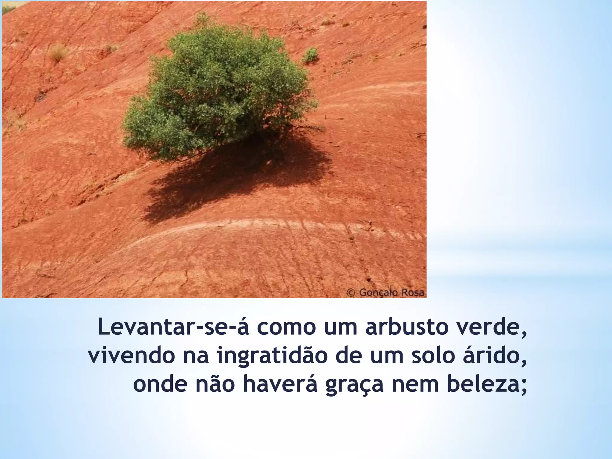 Levantar-se-á como um arbusto verde,
vivendo na ingratidão de um solo árido,
onde não haverá graça nem beleza;
 