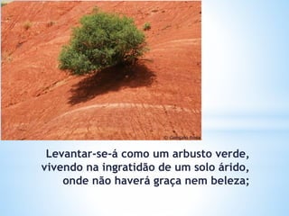 Levantar-se-á como um arbusto verde,
vivendo na ingratidão de um solo árido,
onde não haverá graça nem beleza;
 