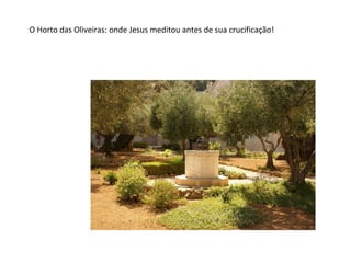 O Horto das Oliveiras: onde Jesus meditou antes de sua crucificação!